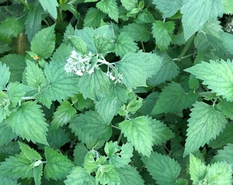 Organic Catnip Plant (Nepeta cataria) 2.5 inch Pot - Live Plant Catswort Catwort Catmint Catnip Plant