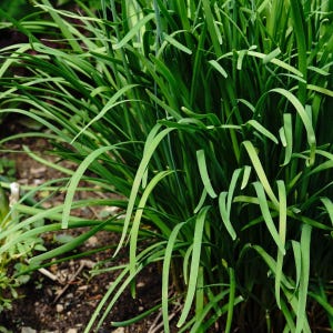Organic Garlic Chives Seeds (Allium tubersum) 500 Seeds (3 g) - Asian Chives, Chinese Chives, Chinese Leek Seeds by Smoke Camp Crafts