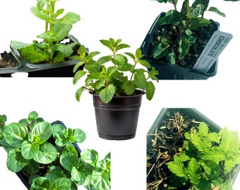 Mint Plant Variety Pack, 5 Plants in 2.5" Pots, Indoor Gardening Set