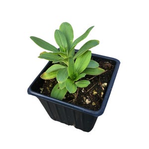 May include: A small green plant with long leaves growing in a black plastic pot. The pot is filled with dark brown soil.