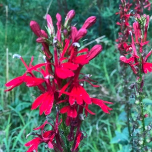 Organic Cardinal Flower Seeds (Lobelia cardinalis) 1000 Seeds (0.1 grams) - Red Lobelia by Smoke Camp Crafts