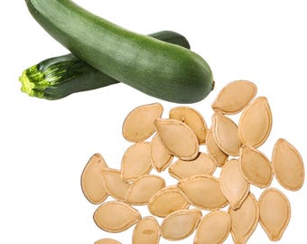 Zucchini, Black Beauty (Cucurbita pepo) 50 Organic Seeds (3 grams) by Smoke Camp Crafts - Prolific Summer Squash