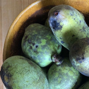 May include: A close-up shot of several green and yellow pawpaws in a ceramic bowl. The pawpaws have a mottled appearance with dark spots and a slightly elongated shape. The bowl is a warm yellow color with a brown rim.