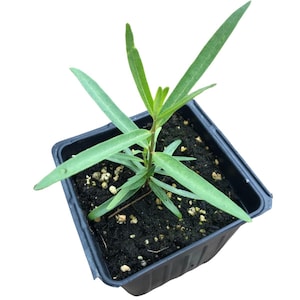 Showy Milkweed (Asclepias speciosa) Organic Plant in 2.5-inch Pot by Smoke Camp Crafts