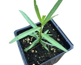 Showy Milkweed (Asclepias speciosa) Organic Plant in 2.5-inch Pot by Smoke Camp Crafts