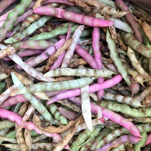 Little Red Cut Shorts - Heirloom Bean - Lewis County, WV - Hot Pink Bean Seeds