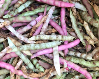 Little Red Cut Shorts - Heirloom Bean - Lewis County, WV - Hot Pink Bean Seeds