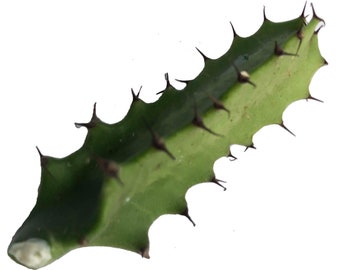 ORGANIC Cathedral Cactus Plant (Euphorbia trigona) 1 cutting - Devil's Backbone Plant Cutting