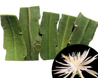 Organic Queen of The Night Plant Cuttings (Epiphyllum oxypetalum) by Smoke Camp Crafts - 5 Cuttings Each 2-3" in Length