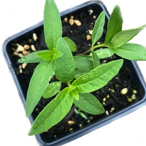 May include: A small green plant with long, pointed leaves is growing in a square black pot filled with dark soil. The plant has several stems with multiple leaves. The leaves are a vibrant green color, with some showing slight variations in shade.
