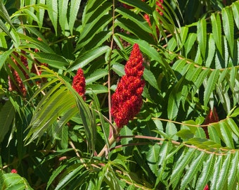 Organic Staghorn Sumac Seeds (Rhus typhina) 100 Seeds (1 grams) by Smoke Camp Crafts