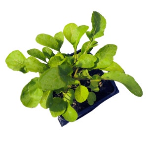 Organic Arugula Plant (Eruca vesicaria) in 2.5-inch Pot by Smoke Camp Crafts - Grow Your own Salad Greens!