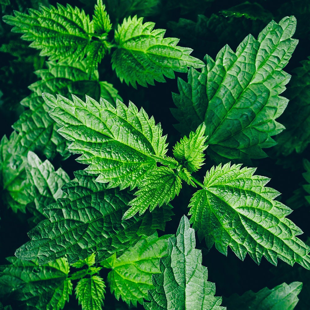 Organic Stinging Nettle Seeds (Urtica dioica) 500 Seeds (0.1 grams) by Smoke Camp Crafts
