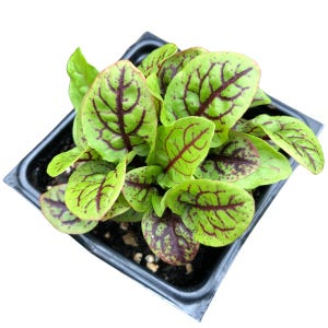 May include: A close-up shot of a small, square black plastic container filled with sorrel plants. The sorrel leaves are a vibrant green with striking red veins and spots. The leaves are oval-shaped and arranged in a dense cluster.