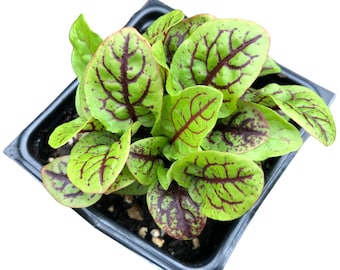 Red-Veined Sorrel (Rumex sanguineus) Organic Plant in 2.5-inch Pot by Smoke Camp Crafts - Bloody Dock - Edible Perennial