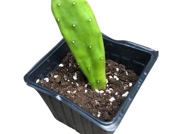 Prickly Pear (Opuntia cochenillifera) Organic Cactus Plant in 2.5-inch Pot by Smoke Camp Crafts - Scurgeons Needle, Nopal