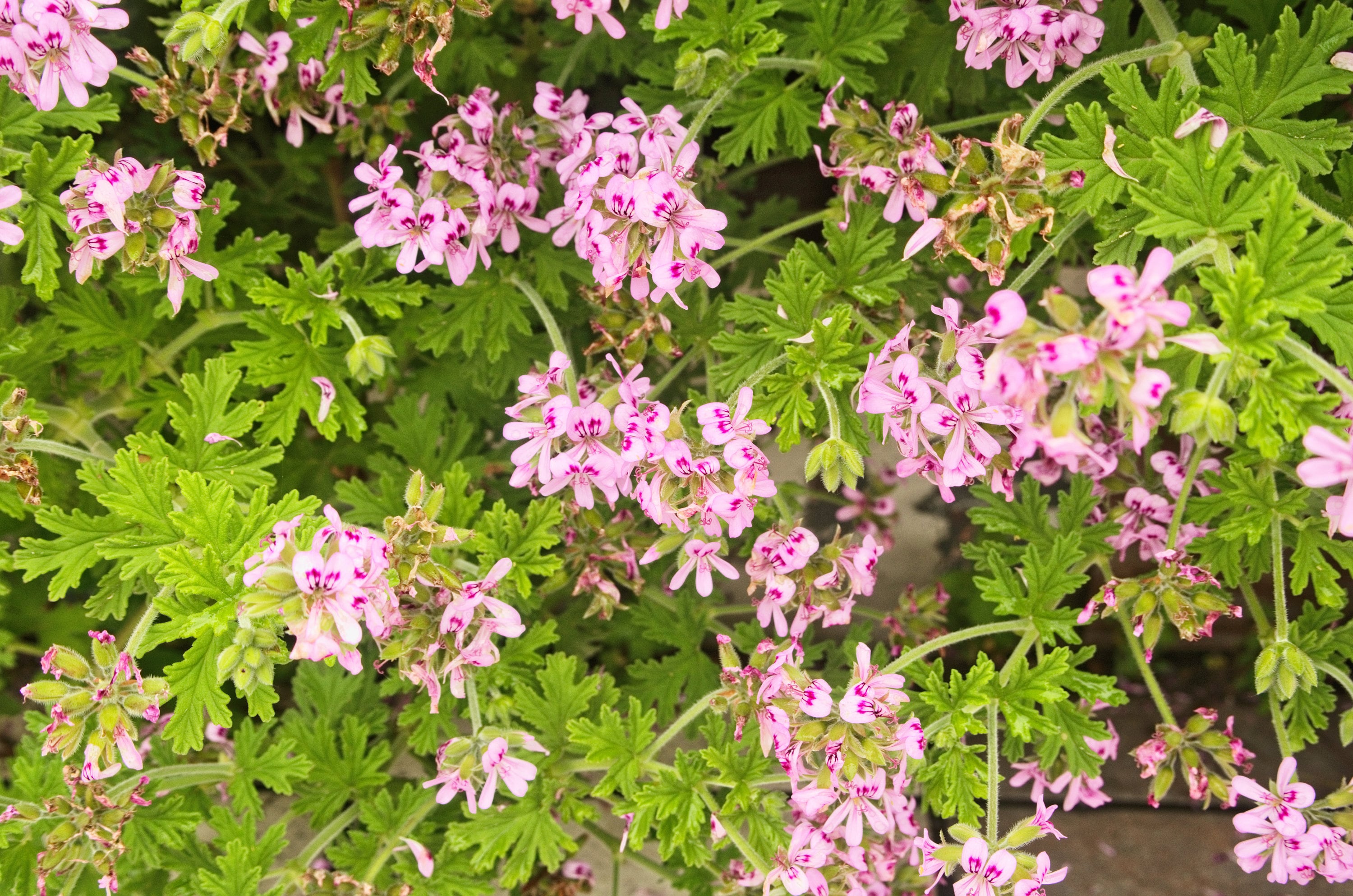 Rose-scented Geranium 'attar of Roses Geranium' (pelargonium Capitatum ...