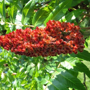 Staghorn Sumac Seeds Rhus typhina 100 Seeds 1 grams image 2