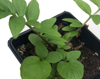 Organic Valerian Plant (Valeriana officinalis) in 2.5-inch Pot by Smoke Camp Crafts