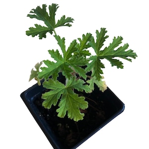 May include: A potted citronella plant with green leaves in a black plastic pot. The plant is a natural insect repellent.