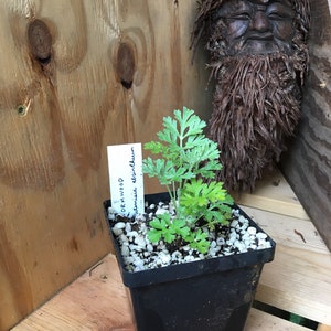 May include: A small potted plant with green leaves. The plant is labeled "Wormwood Artemisia absinthium".