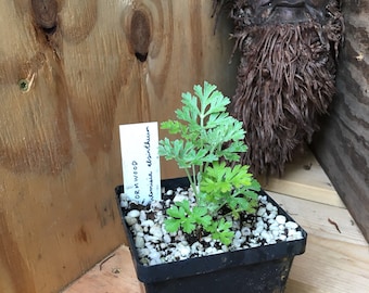Organic Wormwood Plant (Artemisia absinthium) in 2.5-inch Pot by Smoke Camp Crafts