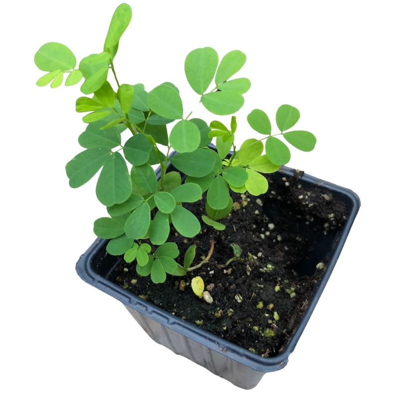 May include: A small green plant with multiple leaves growing in a black square pot. The pot is filled with dark brown soil.