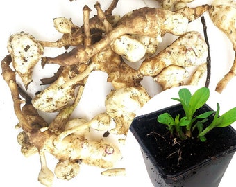 Organic Jerusalem Artichoke Tubers Plant (Helianthus tuberosus) - Sunchokes, Sunroot or Jerusalem Artichokes Plant in 2.5 inch Pot