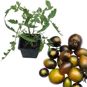 May include: A green tomato plant in a black pot with a cluster of ripe black and green tomatoes.