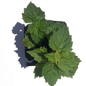 May include: Overhead shot of a small, square black pot filled with vibrant green leafy plants. The leaves have a textured surface and are arranged in a dense cluster. The plant is set against a bright white background, with a shadow cast to the left.