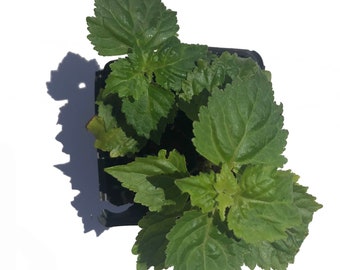 Organic Patchouli Plant (Pogostemon cablin) in 2.5-inch pot by Smoke Camp Crafts - Hippie Fragrance Herb Plant