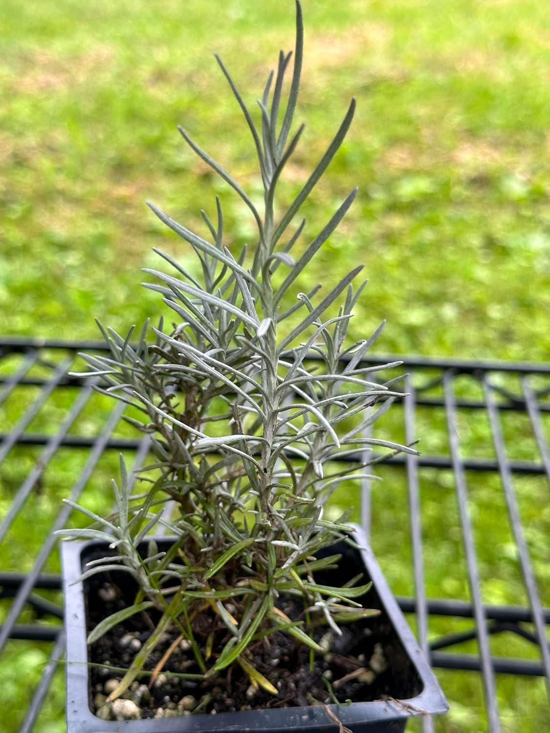 Organic Curry Plant (Helichrysum italicum) in 2.5-inch Pot by Smoke Camp Crafts - Italian Strawflower, Immortelle