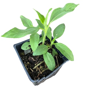 May include: A small green plant with several leaves growing in a black plastic pot. The plant is in the early stages of growth and has a single stem.