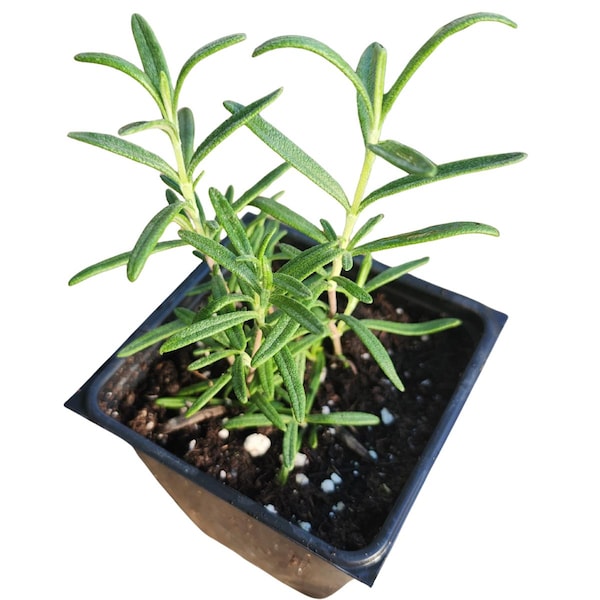Romero, Isla de las Especias (Salvia rosmarinus), planta orgánica en maceta de 6,35 cm (2,5 pulgadas) de Smoke Camp Crafts.