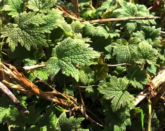 ORGANIC Motherwort Seeds (Leonurus cardiaca) 100 Seeds (0.1 grams) by Smoke Camp Crafts