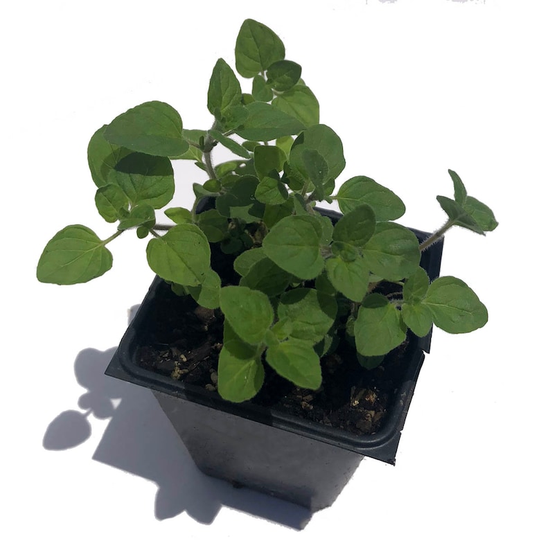 May include: A small green oregano plant growing in a black plastic pot. The plant has many leaves and is ready to be planted in a garden.