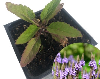 Blue Vervain Plant (Verbena hastata) 2.5 inch pot