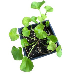 May include: A small green plant with round leaves in a square black pot. The plant has several stems and is surrounded by dark soil. The leaves are a vibrant green color, and the pot is made of black plastic.