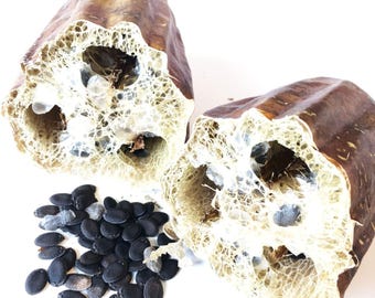 Luffa Gourd (Luffa acutangula) 10 Organic Seeds (3 grams) by Smoke Camp Crafts - Loofah, Luffah - Edible - Make Your Own Sponges