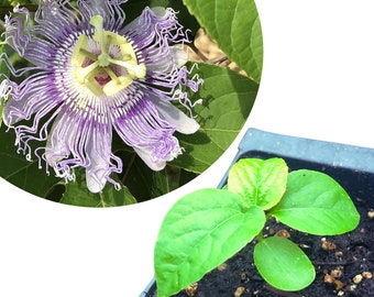 Passion Flower Plant, 2.5 inch Pot, Passiflora incarnata, Maypop, North American Native…