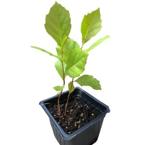 May include: A small, potted plant with vibrant green leaves and reddish-brown stems. The plant is in a square, black plastic pot filled with dark soil. The leaves are broad and have a slightly serrated edge.