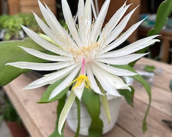 Organic Queen of the Night Plant (Epiphyllum oxypetalum) in 2.5-inch pot by Smoke Camp Crafts