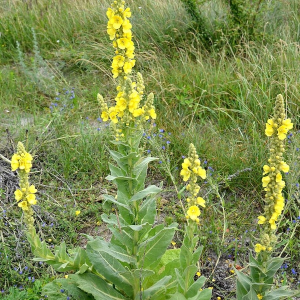Gordolobo (Verbascum thapsus) 100 semillas (0,1 gramos) de Smoke Camp Crafts - Gordolobo común, planta de terciopelo, planta de papel higiénico