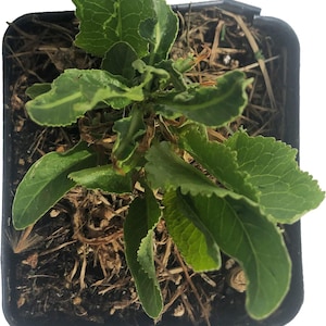 May include: A small green plant with variegated leaves growing in a black plastic pot. The pot is filled with brown soil and mulch.