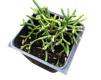 Mistletoe Cactus in 2.5 inch Pot, Hairy-Fruited Wickerware Cactus, Live Rhipsalis pilocarpa…