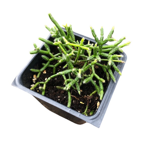 Mistletoe Cactus in 2.5 inch Pot, Hairy-Fruited Wickerware Cactus, Live Rhipsalis pilocarpa…