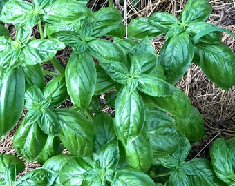 Organic Basil  Seeds (Ocimum basilicum) 500 Seeds (1 grams) by Smoke Camp Crafts