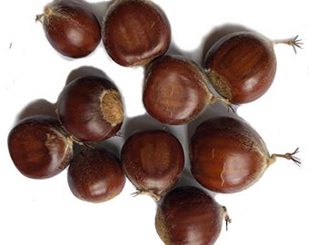 Organic Chestnut (Castanea mollissima) Tree Seeds, 10 count (75 grams) Seed Chestnuts for Planting by Smoke Camp Crafts