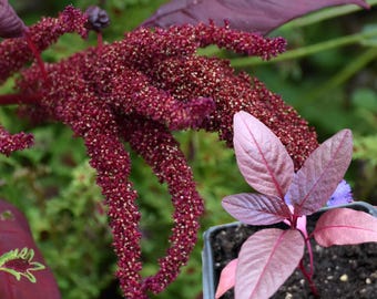 Amaranth, Hopi Red Dye (Amaranthus cruentus) Organic Plant in 2.5-inch Pot by Smoke Camp Crafts - Multipurpose Edible, Ornamental, Dye Plant