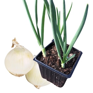 May include: A close-up of a black plastic pot with three green onion plants growing in it. Two white onions are in the foreground.